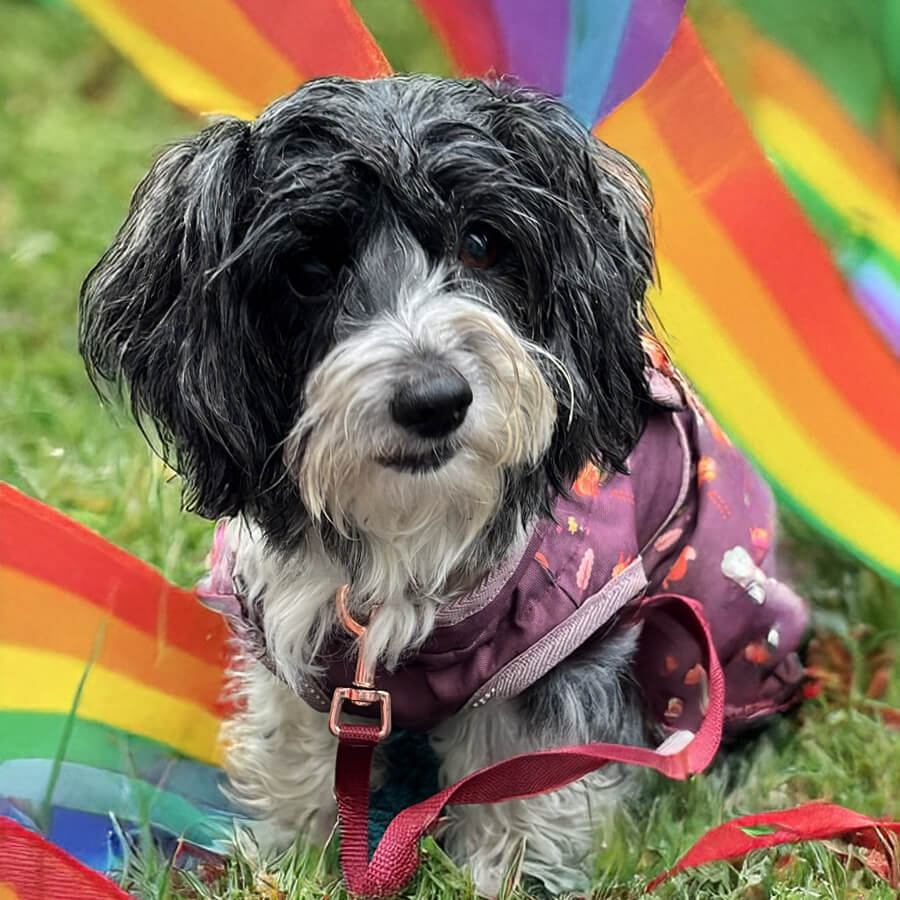 Amy – Therapiehund der Villa Kunterbunt